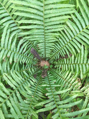 Ostrich Fern (Matteuccia struthiopteris)