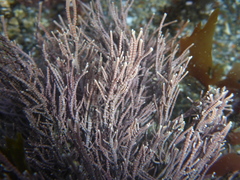 Lithothrix aspergillum