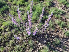 Penstemon cusickii