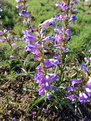 Penstemon cusickii