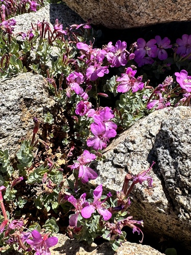 Image of Epilobium obcordatum by no rights reserved
