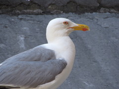 Larus michahellis