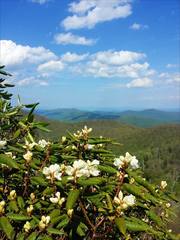 Rhododendron carolinianum