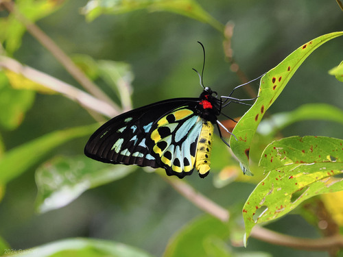 Cairns Birdwing