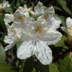 Rhododendron carolinianum
