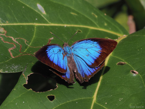 Arhopala micale Blanchard, 1853