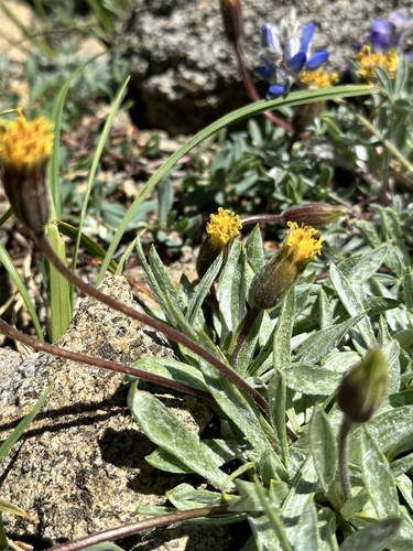Image of Raillardella argentea by no rights reserved