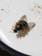 Eulonchus sapphirinus