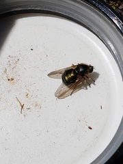 Eulonchus sapphirinus