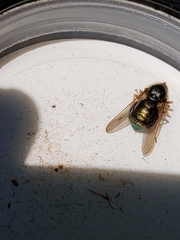 Eulonchus sapphirinus