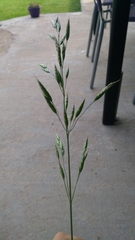 Bromus racemosus