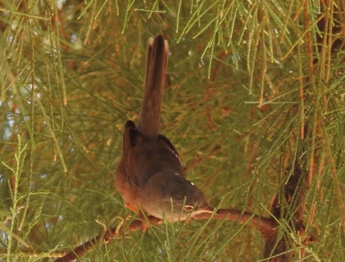 Foto de Tristram's Warbler