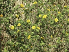 Centromadia parryi australis