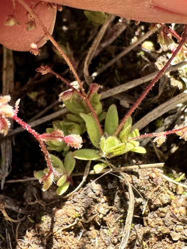 Image of Bud Saxifrage (Micranthes bryophora) by no rights reserved