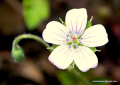 Geranium nepalense
