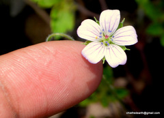Geranium nepalense