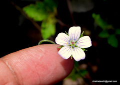 Geranium nepalense
