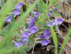 Scutellaria brittonii