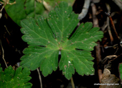 Geranium nepalense