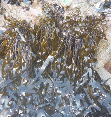 Laminaria sinclairii