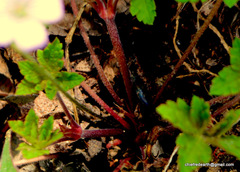 Geranium nepalense