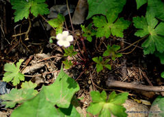Geranium nepalense