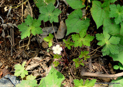 Geranium nepalense