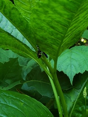 Ancistrocerus unifasciatus