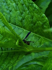 Ancistrocerus unifasciatus
