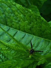 Ancistrocerus unifasciatus