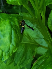 Ancistrocerus unifasciatus