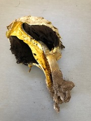 Agaricus evertens