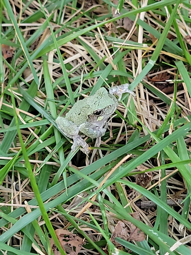 Gray Treefrog Species Complex from Richmond on July 21, 2024 at 08:10 ...