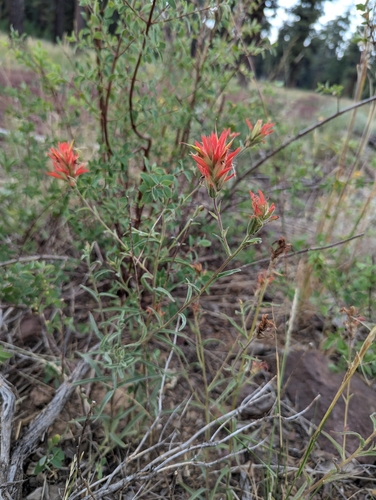 Image of Peck's Paintbrush (Castilleja peckiana) by no rights reserved