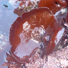 Constantinea simplex