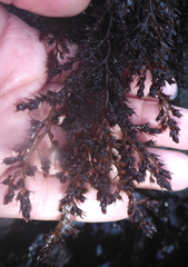 Odonthalia floccosa