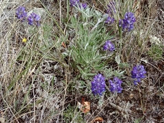 Lupinus kuschei