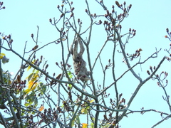 Bradypus variegatus tapajoensis