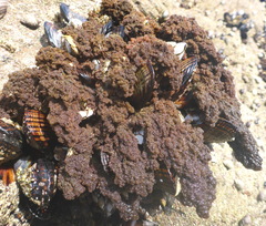 Callithamnion pikeanum