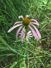 Echinacea simulata