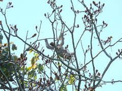 Bradypus variegatus tapajoensis