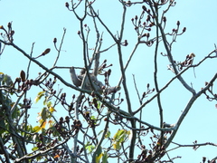 Bradypus variegatus tapajoensis