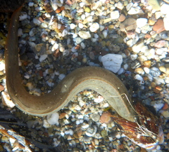 Cebidichthys violaceus