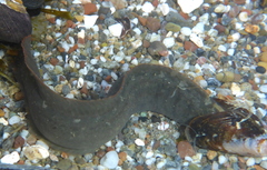 Cebidichthys violaceus