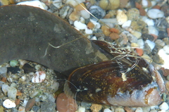 Cebidichthys violaceus