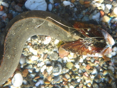 Cebidichthys violaceus