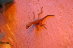 Anolis