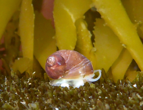Lacuna marmorata observed 2019-06-04