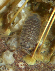 Cirolana harfordi