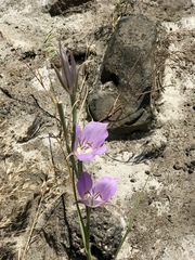 Calochortus macrocarpus macrocarpus